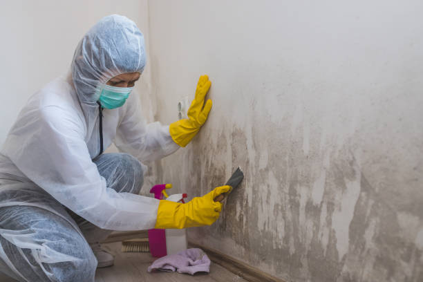 Best Industrial Mold Remediation in Fkville, AL