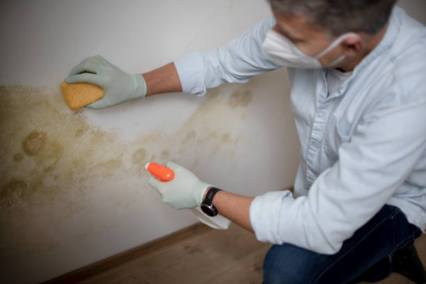 Professional Mold Remediation in Falkville, AL