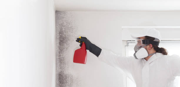 Best Black Mold Remediation in Fkville, AL
