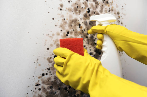 Professional Mold Remediation in Falkville, AL